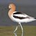 American Avocet